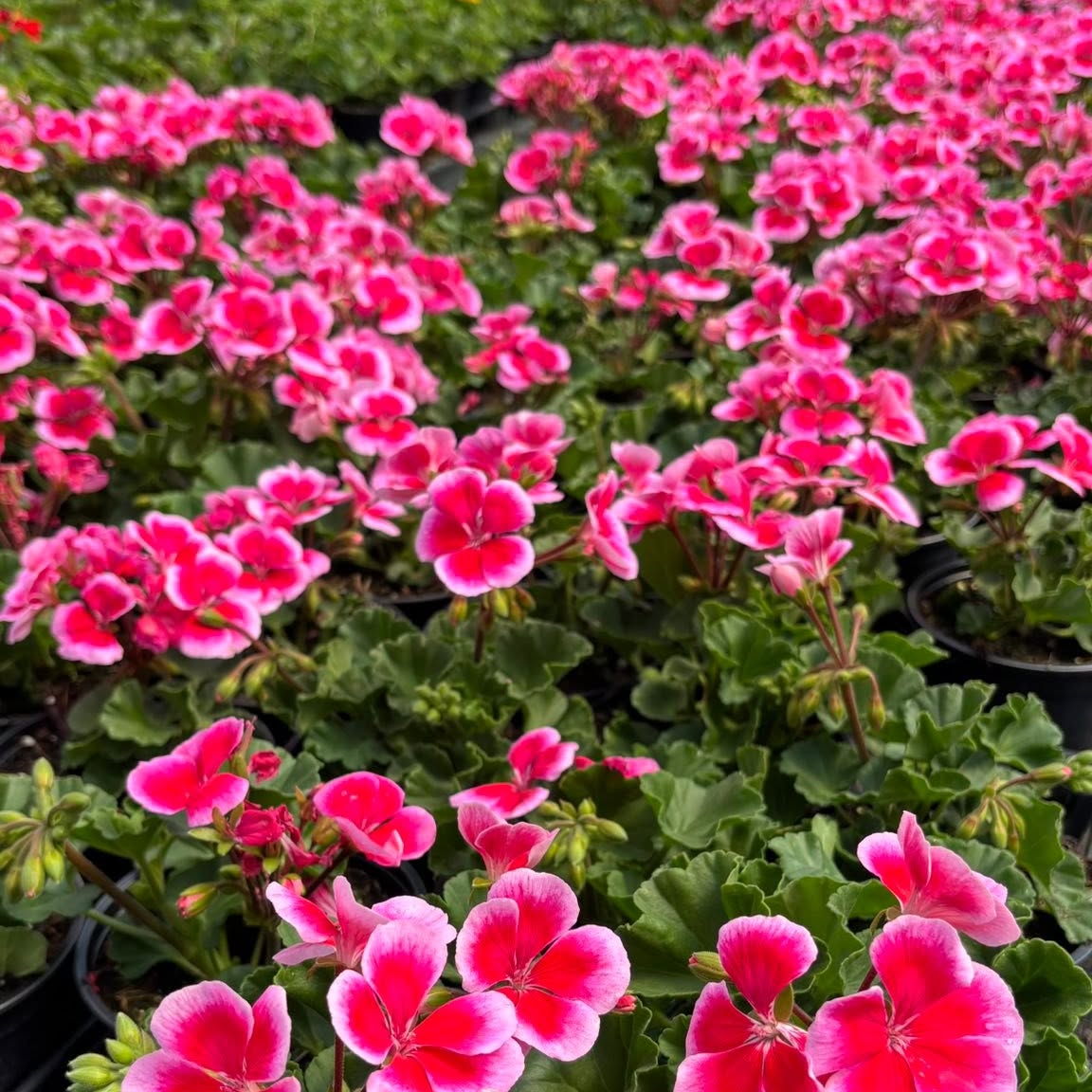 Pelargonije Vrtnarstvo Žolnir